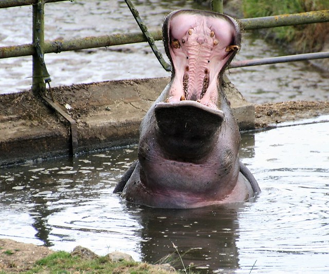 Open wide! Hippopotamus, Whipsnade Zoo, UK 20140622
