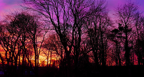 sunrise winter trees silhouette
