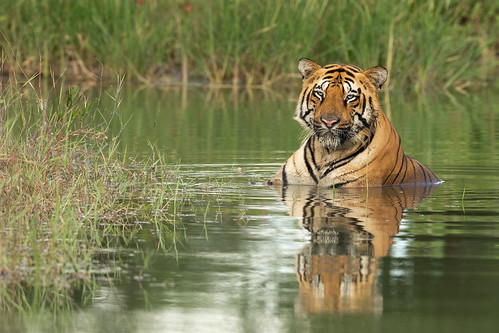 Chota Matka - Majestic Tiger relaxing in the lake | Nikon D8… | Flickr
