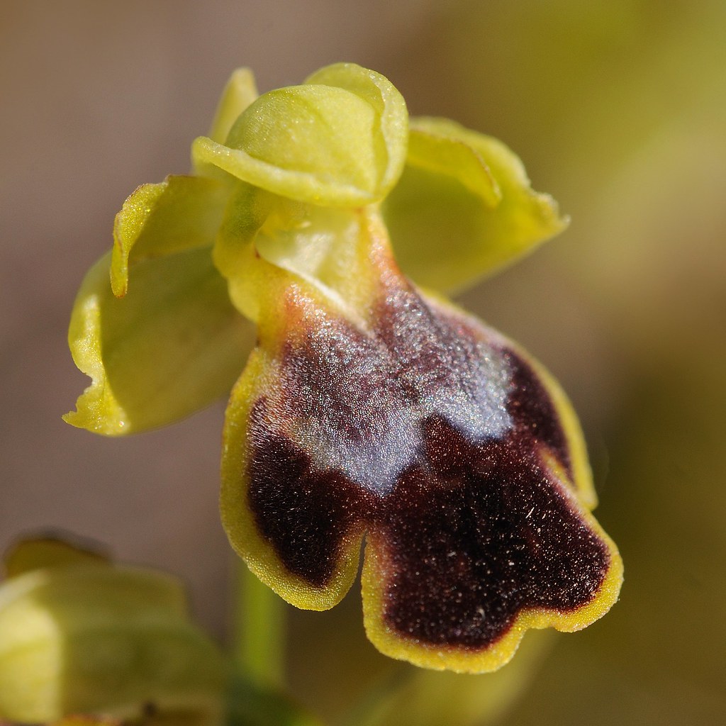 Ortuabis-Ragwurz, Ophrys ortuabis