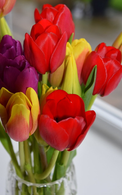 Tulips - Feb 2020