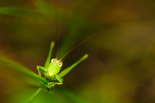 animal animals bokeh color cute bug bugs green face dof depthoffield grasshopper macro insect insects brantlake newyork unitedstates nikond300 usa 105mmf28 photography photo landscapeorientation