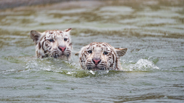 Tigresses swimming