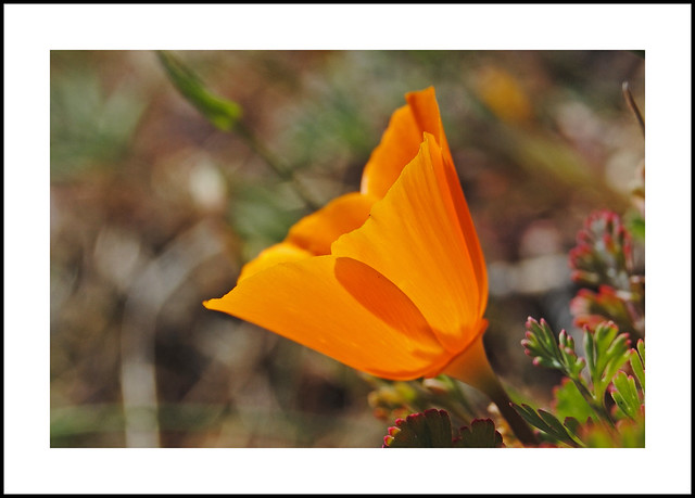 Lower Kern Canyon Wildflowers