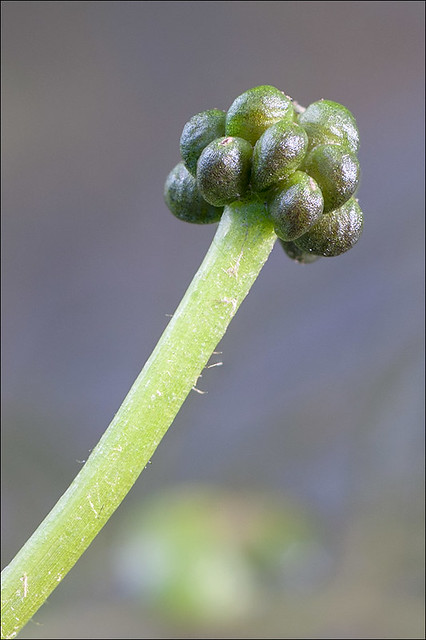 Ranunculus-trichophyllus_9