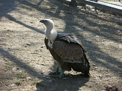Vulture at the Skopje zoo