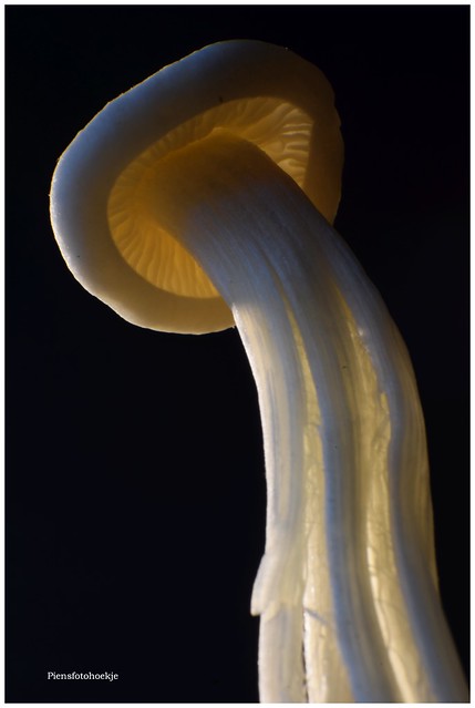 enoki mushroom of fluweelpootje genoemd