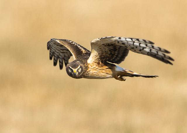 Immature Northern Harrier Flying