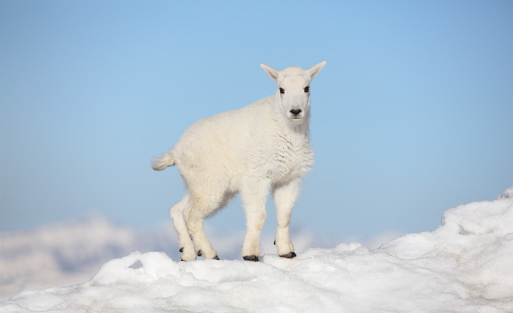 Baby Mountain Goat Against a Baby Blue Sky