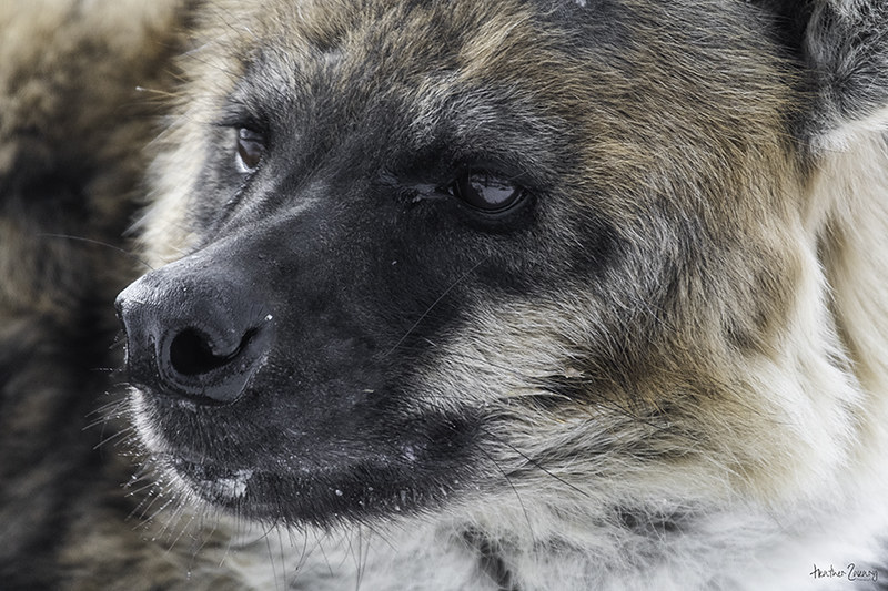 Toronto Zoo - Hyena