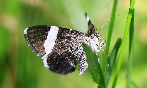 whitestriped black moth trichodezia albovittata lake meyer park winneshiek county iowa larry reis
