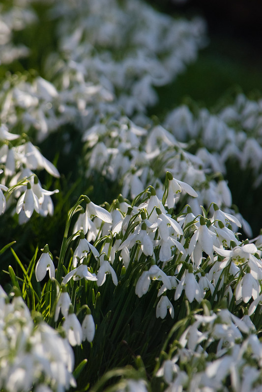 Snowdrops, Holy Trinity Church, Coventry – Wolves Wild