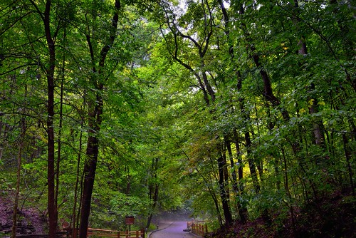 The Trees Rise Above Me Like a Kindred Soul (Mammoth Cave National Park) by thor_mark , On the walkway from the visitors center to the main, historic entrance to Mammoth Cave in the nation