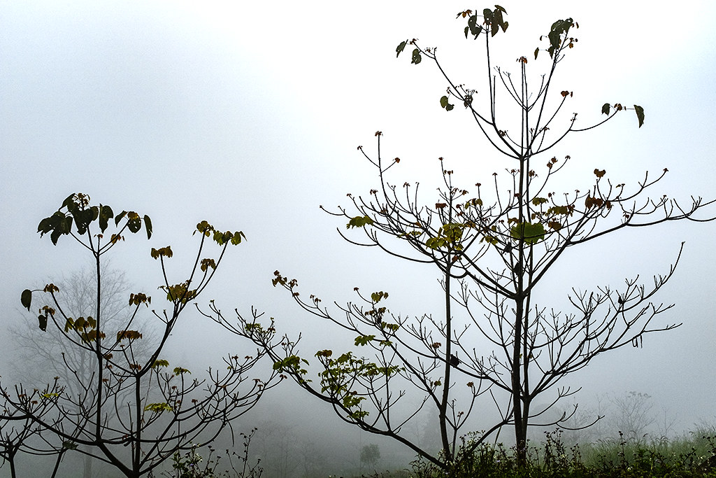Vegetation against mist on 2-17-20--Si Ma Cai