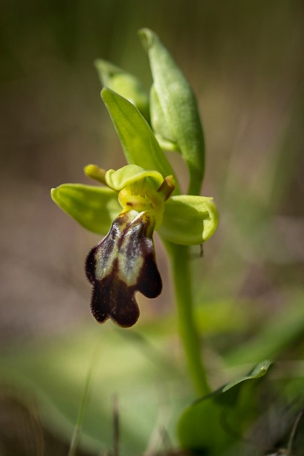 Les premières orchidées fleurissent! (Ophrys forestieri)