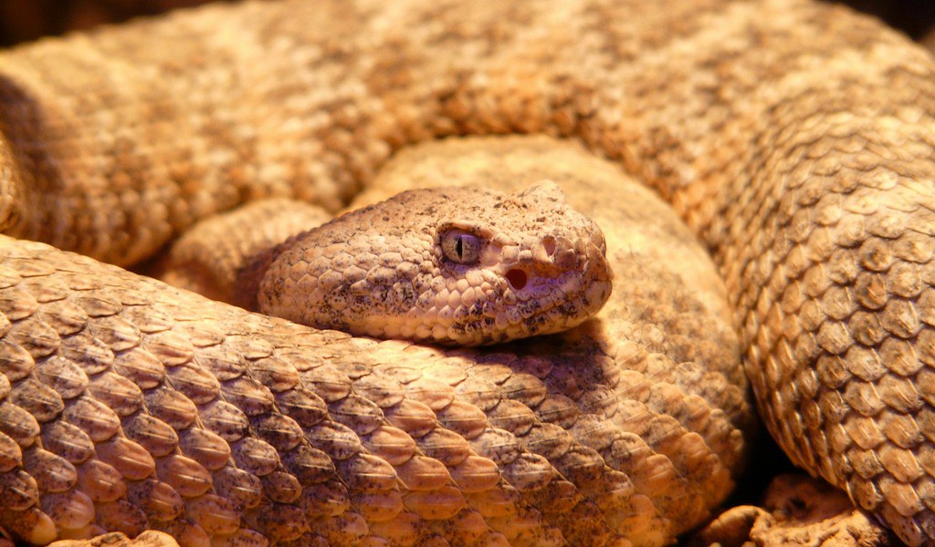 une-toxine-du-serpent-à-sonnette-peut-fonctionner-comme-analgésique-contre-les-douleurs-neuropathiques
