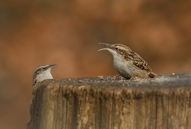 In the past few days I have been able to take photos of Eurasian treecreeper that I have never seen before like this