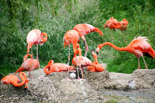 Flamingo, Whipsnade Zoo, UK 20140622