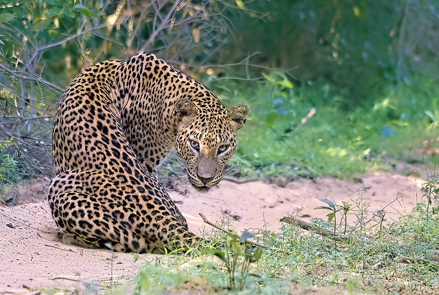 Leopard (Sri Lankan Leopard)
