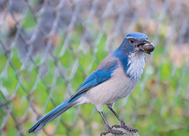 Back Yard Jay.