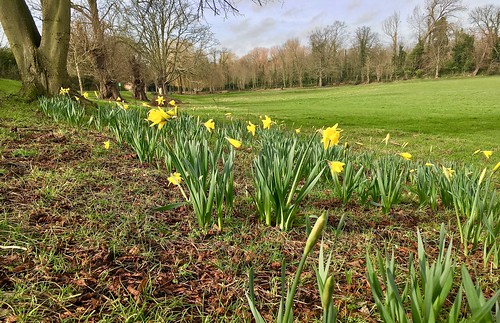 daffodil enfield enfieldtown enfieldtownpark iphone february nature park flowers trees narcissus grass lowangle landscape smalllandscape