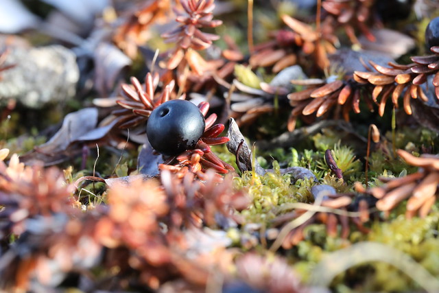 Single crowberry or blackberry fully ripe found in the fall on the arctic tundra
