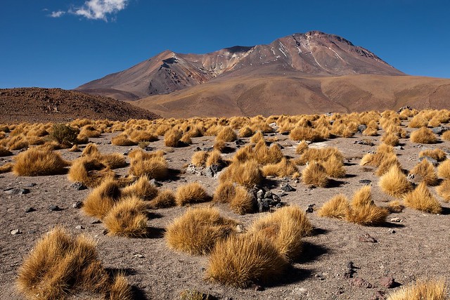 Bolivian Volcanic Grasslands