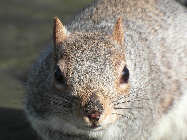 Inquisitive Gray squirrel