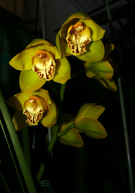 Cymbidium Tower of Gold hybrid orchid 2-20*