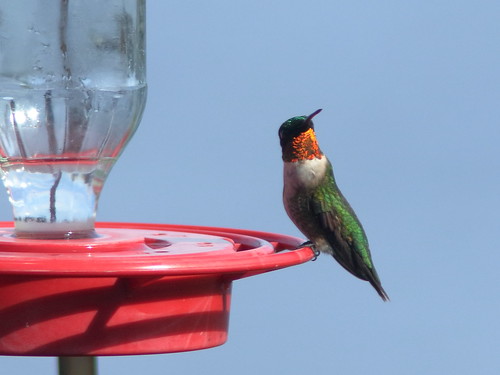 Ruby-throated Hummingbird male 05-20200207