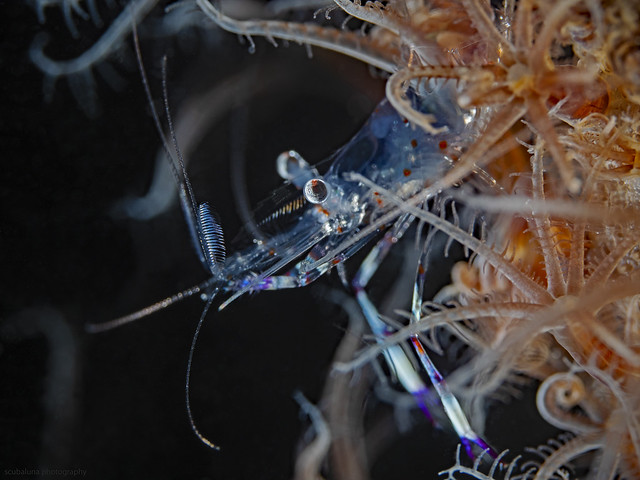 Holthuis`Anemone Shrimp, Partnergarnele (Ancylomenes holthuisi)