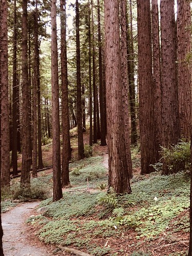 Warm Redwoods
