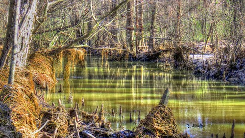 creek swamp mississippi cypress water cypressknees trees landscape waterscape nature noxubeewildliferefuge