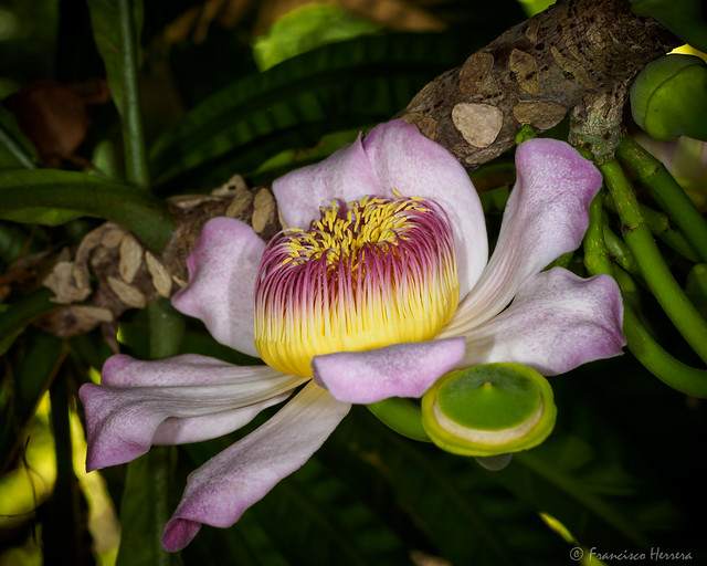 Membrillo flower - Gustavia superba