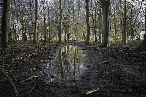 After the storm | by Boxertrixter
