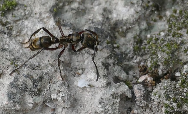 Hairy Panther Ant (Neoponera villosa)