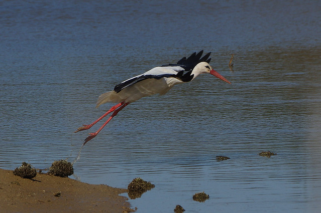 K32P3087aa White Stork, Lagoa dos Salgados, October 2019