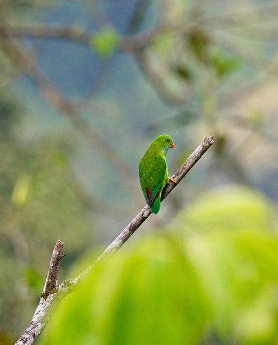 wayanad lakkidi cghearth kerala bird animal forest