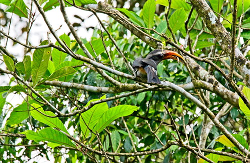 wayanad lakkidi cghearth kerala bird animal forest