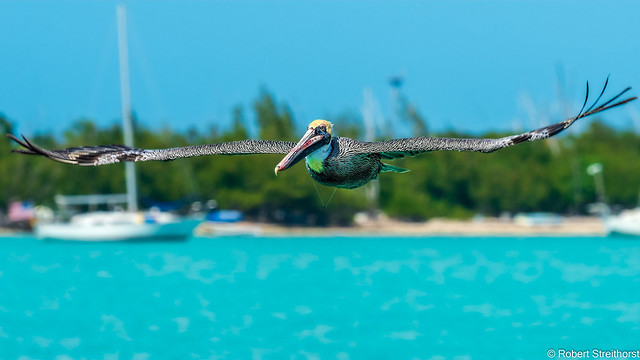 Pelican Bling
