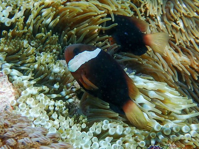 Red and Black Anemonefish (Amphiprion melanopus)