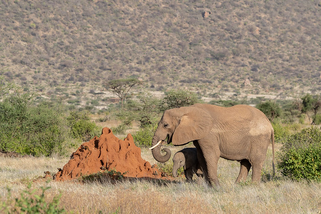 Elephant calf and Mum