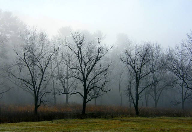 Foggy Tree Silhouettes