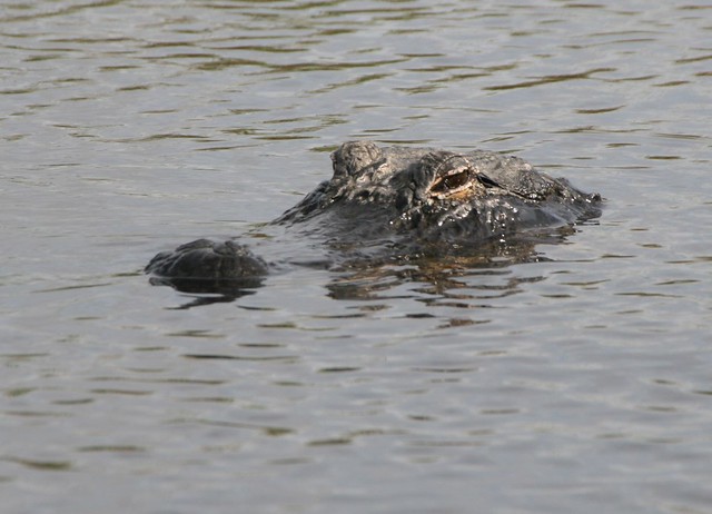 Alligator, Everglades, Florida USA 20150103
