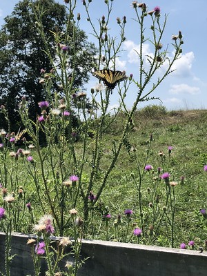 A butterfly rests on a large thistle plant