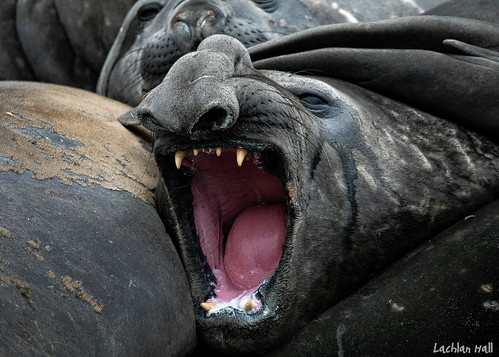 Southern Elephant Seals (Mirounga leonina)