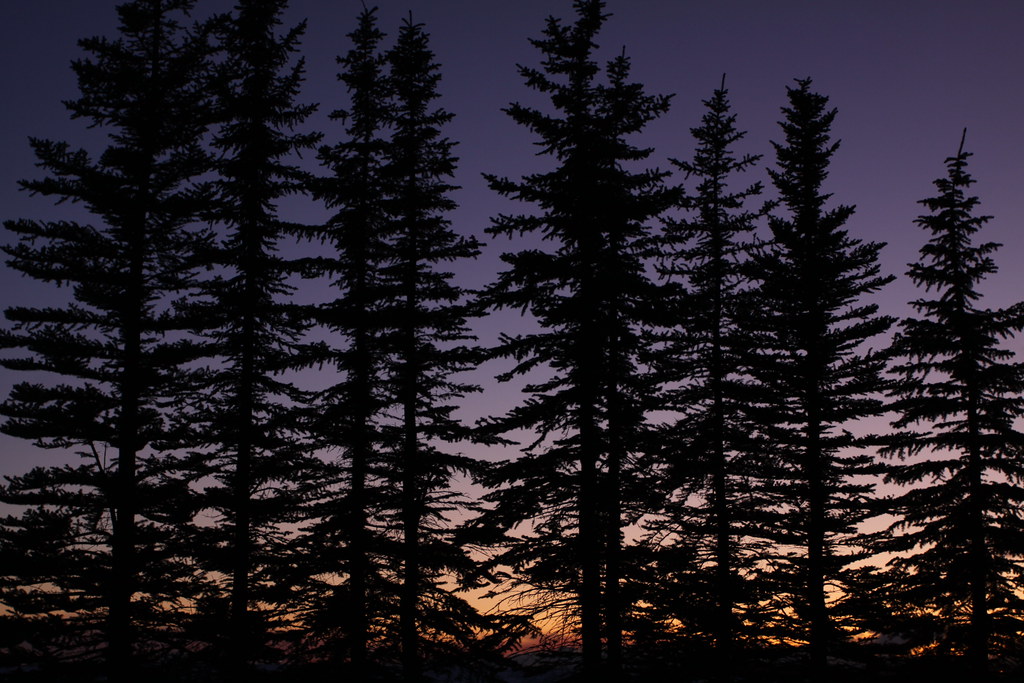 Coniferous tree silhouettes at sunset