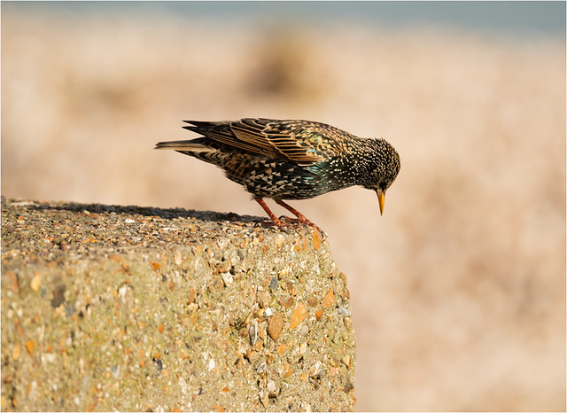 Starling at the beach