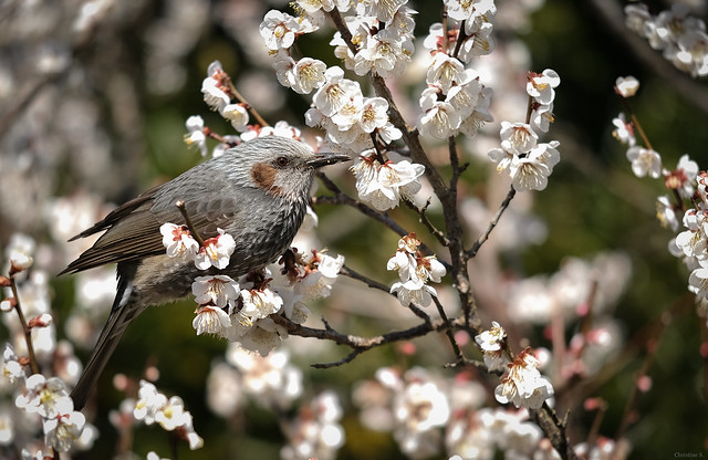 brown-eared bulbul with plum blossoms