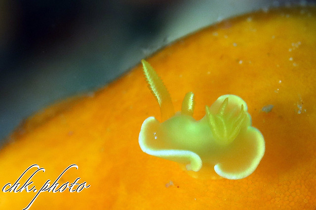 Juv. Nudibranch - Diversidoris crocea - Nacktschnecke